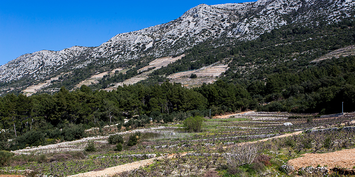 Panorama of Dingač area above our house, Pelječac peninsula